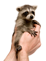Baby Raccoon