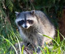 Raccoon