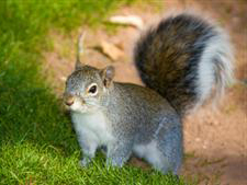 Arizona Red Squirrel