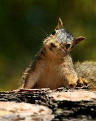 Squirrel